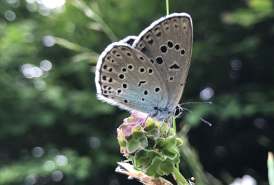 Datei:01 AR Maculinea arion Extensive Weiden b klein.jpg