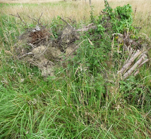 Stuktur Ina Blanke Ausschnitt 96 dpi.JPG