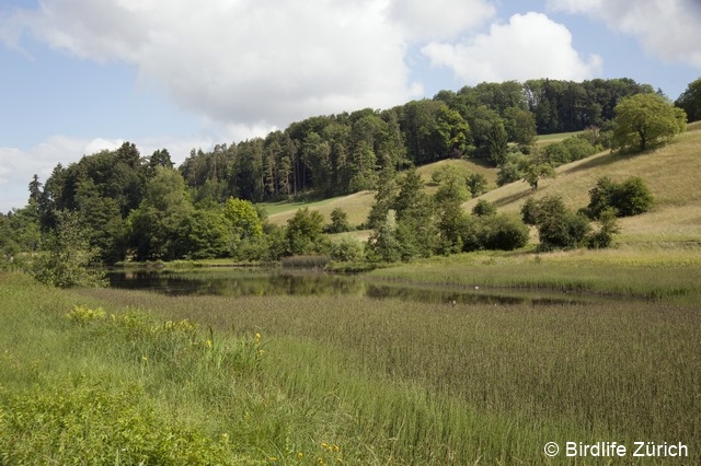 Datei:Eigentalweiher 96 dpi.jpg