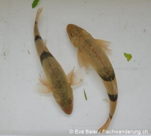 eva baier Rhonestreber aus der Loue ausschnitt 96 dpi.JPG