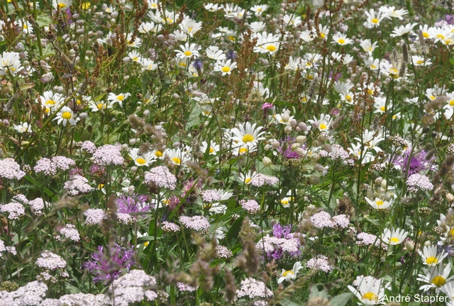 Datei:blumenwiese AStapfer zg 96 dpi.jpg