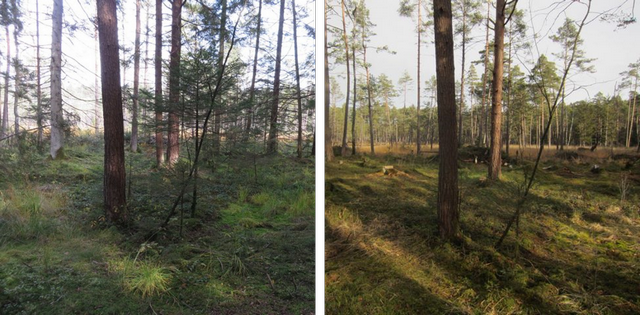 Datei:galerie17 holzschlag pp 96 dpi.png