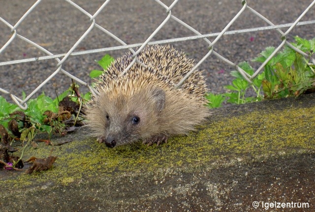 Datei:Garten 14-August 014 zs 96 dpi.jpg