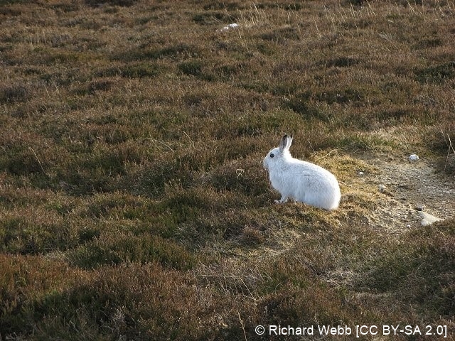 Datei:Richard Webb.jpg