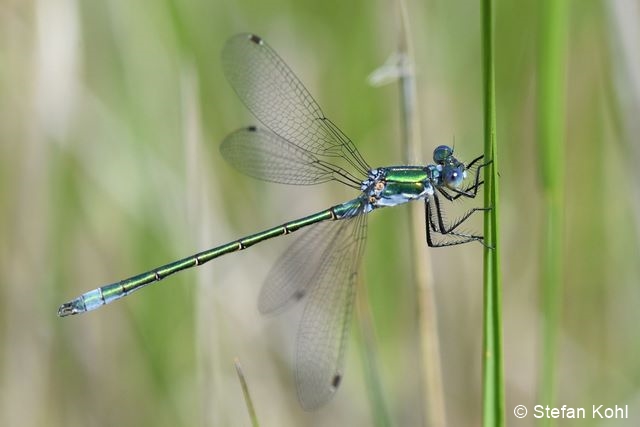 Datei:DSC 8918 10 96 dpi.jpg