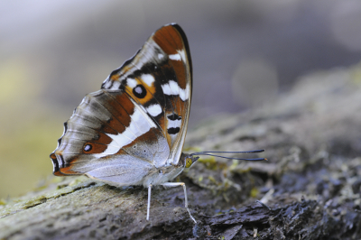 Datei:08 AR Apatura iris Wald.jpg