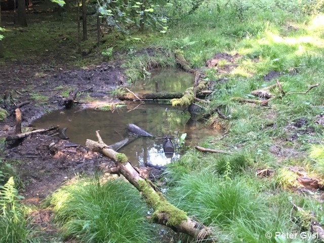 Datei:Unkentümpel Peter Gysi 2 96 dpi.jpg