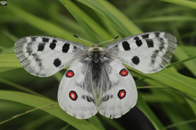 Datei:09 AR Parnassius apollo Fels.jpg