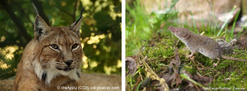 Luchs Hausspitzmaus.png