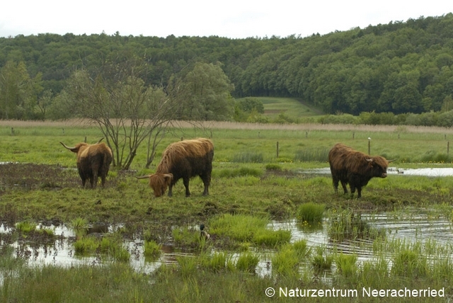 Datei:Eindruck Weide 2010 zs 96 dpi.jpg