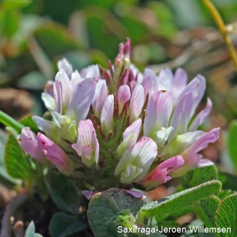 Datei:Trifolium fragiferum 11, Aardbeiklaver, Saxifraga-Jeroen Willemsen 96 dpi.jpg