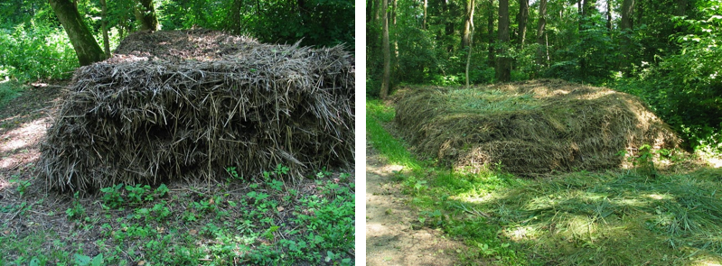 reptilien galerie 9.png