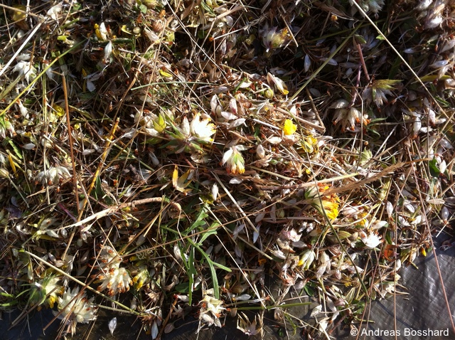 Datei:ArtenreichesAutochthSaatgut Ernte aus eBeetle 96 dpi.jpg