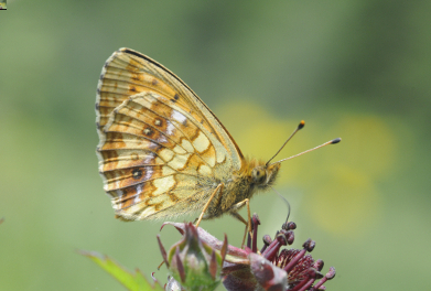 Datei:06 AR Brenthis ino Saumgesellschaften klein.jpg