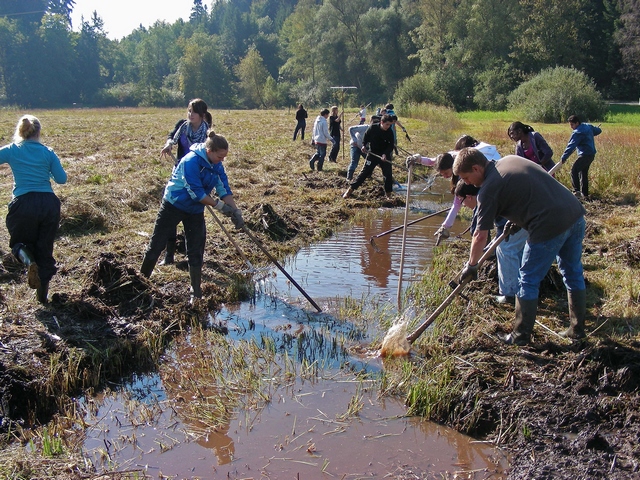 Datei:46 Regeneration Torfgraben in Handarbeit.Schulklasse.Ambitzgi Gem. Wetzikon ZH.H.Wildermuth.20.09.2010.DSCN2443 Kopie 96 dpi.jpg