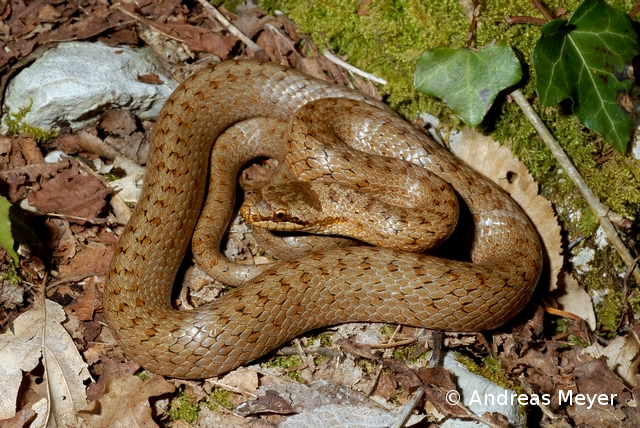 Datei:Schlingnatter Coronella austriaca 001 96 dpi.jpg
