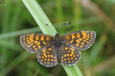Datei:03 AR Melitaea athalia Magerwiesen.jpg