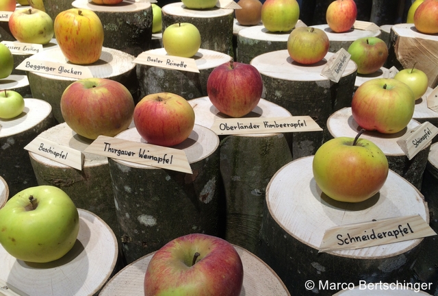 Datei:Obstsorten1 zg 96 dpi Marco Bertschinger.jpg