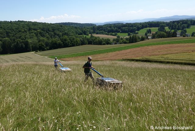 Datei:Saatguternte Mesobr mit eBeetle 96 dpi.jpg