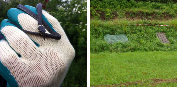 reptilien galerie 10.png