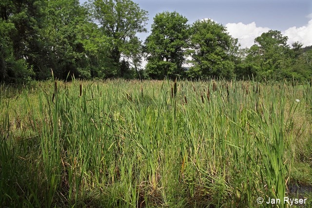 Datei:Weiher Rohrkolben JanRyser 96 dpi.jpg