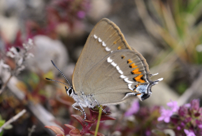 Datei:10 AR Satyrium spini Sekundärlebensräume b klein.jpg