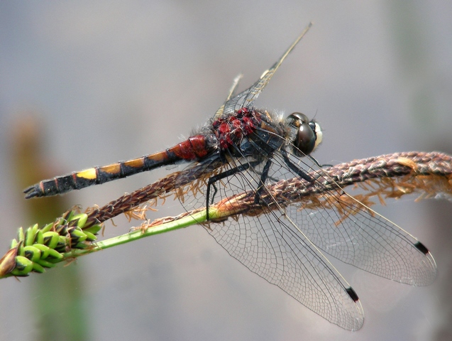 Datei:60 Leucorrhinia pectoralis m H.Wildermuth 96 dpi.JPG