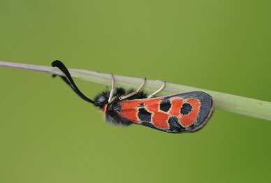 Datei:02 AR Zygaena fausta Wildheu-Planggen b klein.jpg