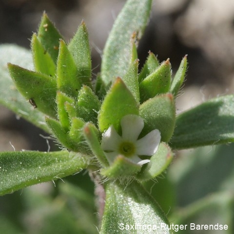 Datei:Androsace maxima 2, Saxifraga-Rutger Barendse 96 dpi.jpg