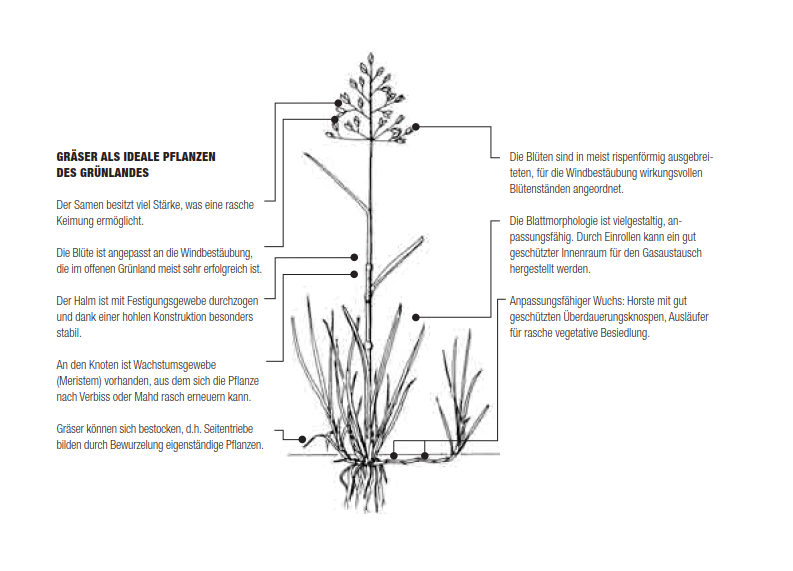 Datei:graeser als ideale pflanzen des gruenlandes de.png