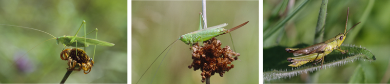 Heuschrecken Buntbrache Altgrassstreifen AK.png