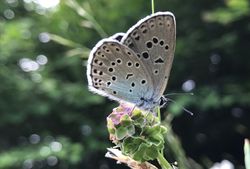 01 AR Maculinea arion Extensive Weiden b klein.jpg