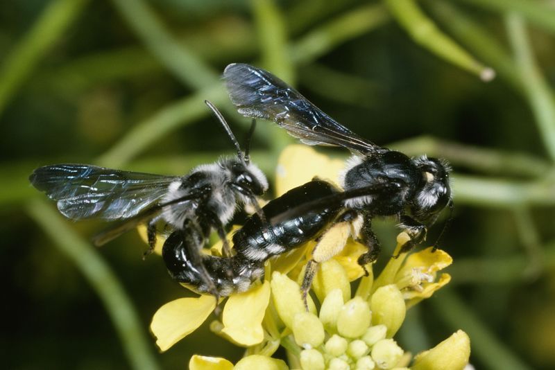 Datei:AK 08241 Andrena agilissima Paarung auf Sisapsis arvensis.jpg