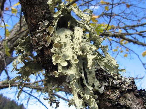 JCM ramalina fraxinea b.jpg