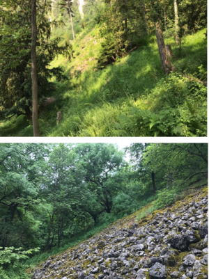 AR BirdLife Tagfalter Wald.png