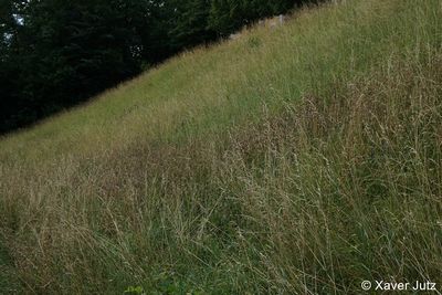 Kollerwiese Altgras Spätschnitt 12 96 dpi.JPG