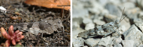 Heuschrecken Siedlungsgebiet.png