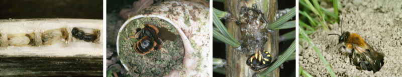 AK Wildbienen Nester.png