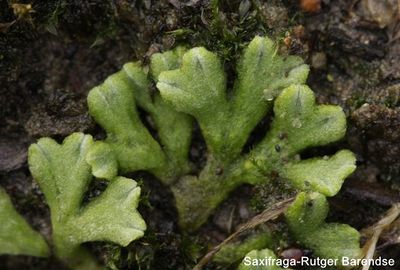 Riccia glauca 1, Gewoon landvorkje, Saxifraga-Rutger Barendse zg 96 dpi.jpg