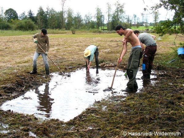 Zivis Torfstichreg.Egelsee.2010.HWildermuth.DSCN2428 Kopie 96 dpi.JPG