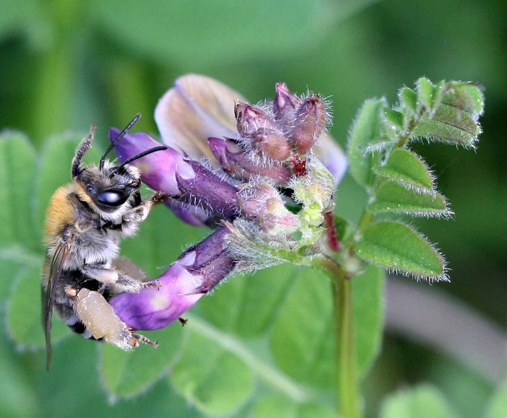 Datei:CDG 4077-10Langhornbiene Zaunwicke b.jpg