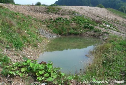 Unkentümpel Goldbach.HWildermuth DSCN6916 zg 96 dpi.jpg