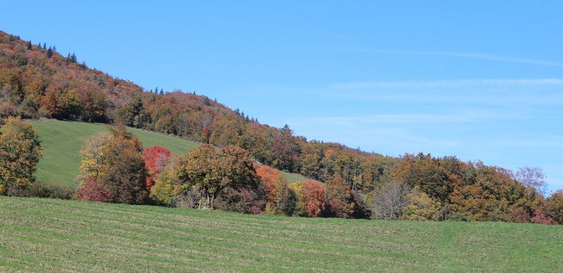 Datei:22254862802 b6295eea41 k peupleloup Hecke Waldrand CC.jpg