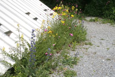 BM MG 3382b Ruderalflaeche Siedlung.jpg