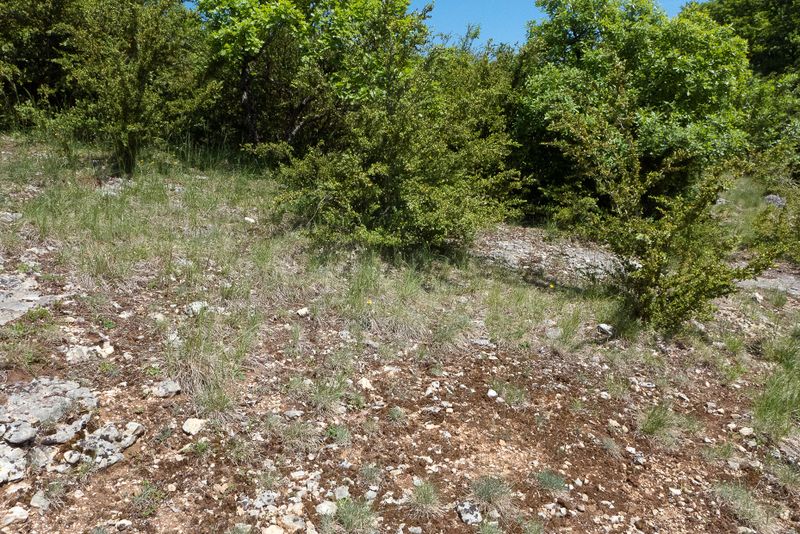 Datei:SL Vegetationsluecken extensive Trockenwiesen b.jpg