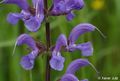 Salvia pratensis 2 96 dpi.JPG