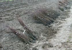 Heckenpflanzungen Eva Meyerhoff KÖN (1) b.jpg