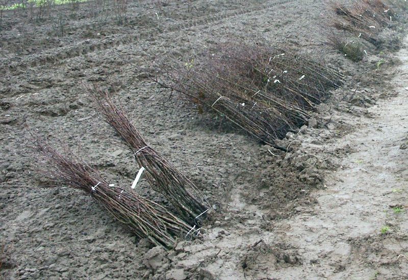 Datei:Heckenpflanzungen Eva Meyerhoff KÖN (1) b.jpg