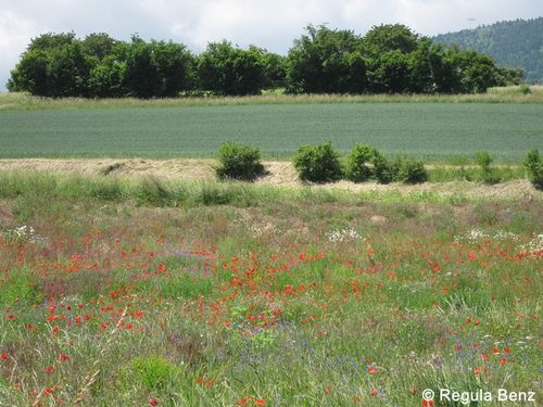 Jachere florale SaugeNE02 RegulaBenz 96 dpi.JPG