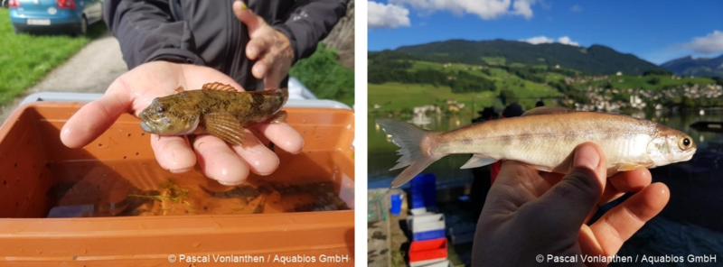 Groppe Seesaibling P Vonlanthen.png